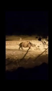 Huge Rhino Attacks A Baby Rhino So Badly