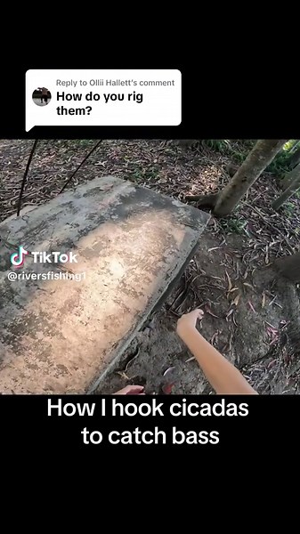How to Hook Cicadas for Bass Fishing