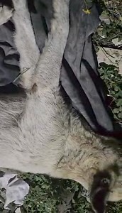 Rescue Dogs Rock NYC on Reels