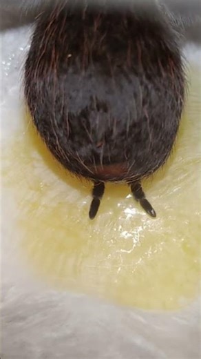 spider gives birth to baby