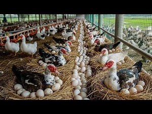 How to Raise Muscovy Ducks for Eggs & Meat | Full Farm Process