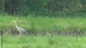 Bird Grey heron, Ardea cinerea walks in water between embankments with green grass under forest in spring. Topics: ornithology, natural environment, fauna, season, nature, animal Stock Video