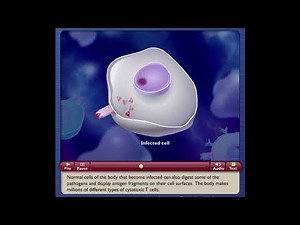 The Specific Immune Response || Animation Video