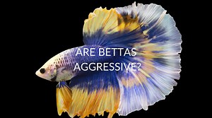 Are Bettas Aggressive? (6 Signs Of Aggression)