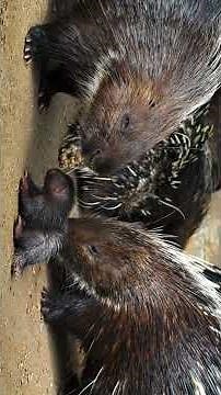 African Crested Porcupine #animalfacts #animals #wildlife #africanporcupine #porcupine #porcupines