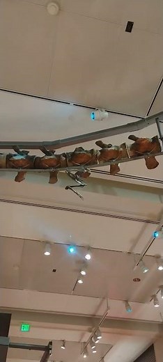 The skeleton of Basilosaurus whale at the Smithsonian National Museum of Natural History pt 1