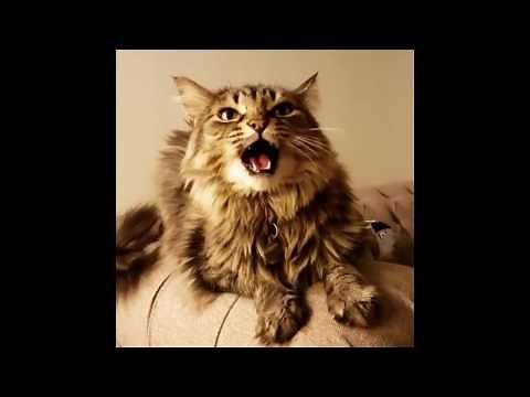 Cat meowing compilation