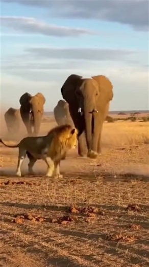 How Elephants Communicate Over Miles