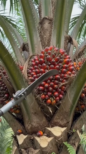 This Palm Oil Harvest Machine Is Insane 😳