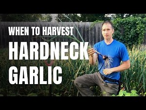 When to Harvest Hardneck Garlic