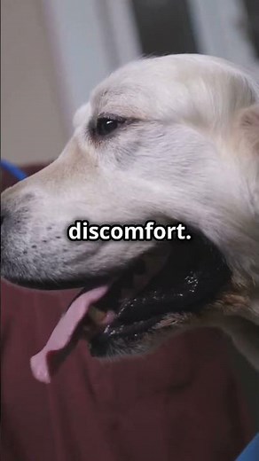Can Dogs Be Allergic to Chicken? 🐶🍗