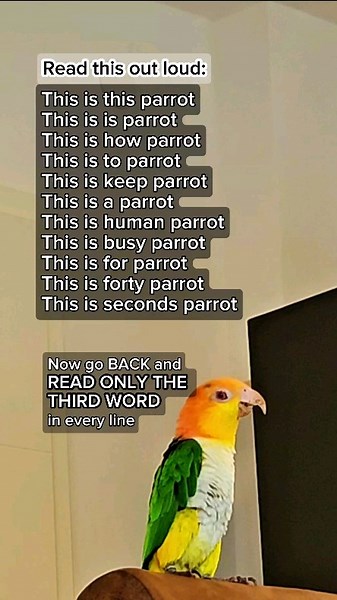 Lala&Dobby the caiques | Did you know? Caiques are highly intelligent birds. They are thought of asthe 'clowns' of the parrot world, because they are veryoutgoing... | Instagram