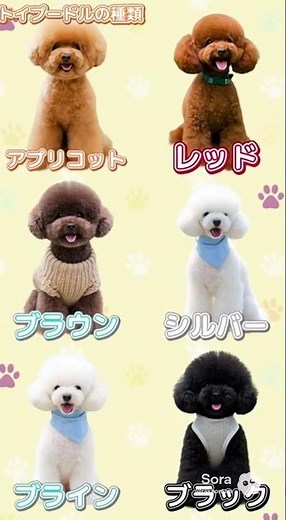 [Types of Toy Poodles] We compare popular coat colors such as red, white, silver, and brown. Whic...