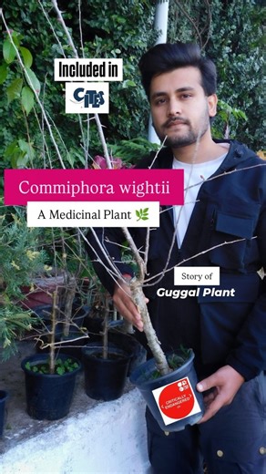 Nishant Chauhan on Instagram: "Guggul/गुग्गुल Commiphora wightii is a critically endangered native of the Aravalli region & now adopted for the CITES. Its inclusion in CITES Appendix II is a crucial step toward regulating legal trade and securing the future of wild plants. For decades, the Rajasthan Forest Department, the government's institutes and many NGOs through the Guggul Bachao Abhiyan have worked for its conservation. Last year, we were proud to carry out its first conservation plantatio
