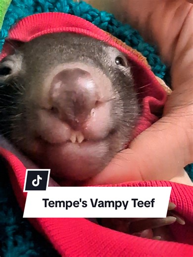 Tempe (Temperance) is growing out of her vampy teefs so here's a flashback to a couple of weeks ago when her little fangs made the world a little more blue-hazed. Hoa Hoa Hoa Hoa Hoa 🍁 #vampire #twilight #fangs #wombat #joey