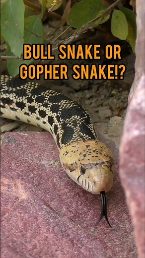 BULLSNAKE OR GOPHER SNAKE!? #herps #herping #snakes #serpent #reptiles #nonvenomous #snakevideo