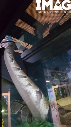 If you've ever seen a snake in motion, you may have been surprised by how fast they can move without legs! Snakes have four distinct types of motion. The first is serpentine, in which they make loops of their body and push off of the landscape around them; the second is concertina, in which they anchor the front of their body and pull their back half forward. Imagine an inchworm, and you'll understand concertina! The third is sidewinding, and the fourth is rectilinear: moving forward in a straig