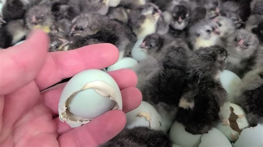 Black ameraucana baby chicks hatching at cackle hatchery. https://www.cacklehatchery.com/product/black-ameraucana-chicks/ | Cackle Hatchery