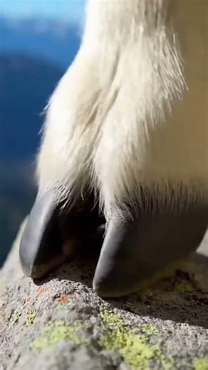 Watch the magic happen ✨ What started as ordinary is goats 🐐🐐#fitratworldtv #wildlife #mountaingoat