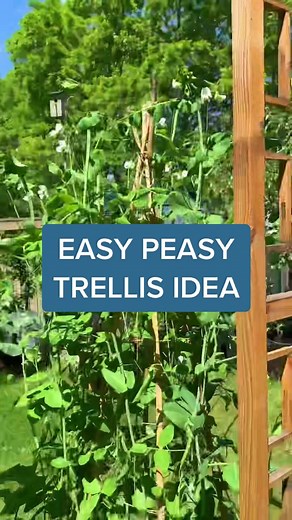 Creative Trellis Ideas for Your Garden