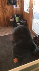 223K views · 2K reactions | Whoa! The bears are active again and a Simsbury resident saw one up close when the animal got inside. Thanks to Dennis for sending in this video. | NBC Connecticut | Facebook