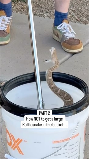 Jeremy Johnson on Instagram: "I’ve helped 2 neighbors with Snake relocations in 12 hours and it’s the beginning of February! They’re out moving early this year! This very thick Western Diamondback Rattlesnake just didn’t want to go/stay in the bucket and kept laying out on me. So many things I did wrong here after relocating countless snakes for neighbors. This is only the 2nd Rattler that has not gone in the bucket willingly. Lesson learned, and I can’t wait to read all the comments…😉"