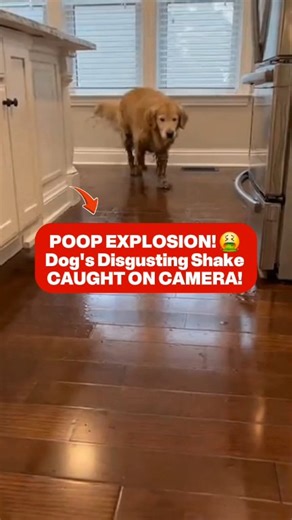 POOP EXPLOSION! 🤮 Dog's Disgusting Shake CAUGHT ON CAMERA! | JO Viral Tech Videos
