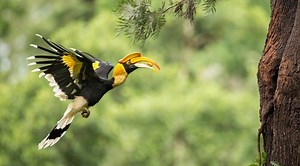 Great Hornbill: Changing Habits And Habitats | Nature inFocus