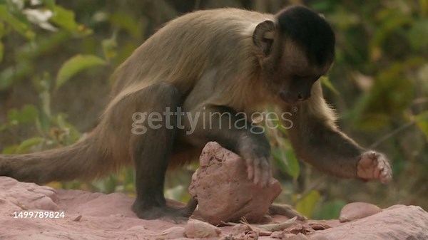 SLOMO profile MS Black-striped Capuchin standing on rock to hit nut...