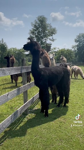 ‼️🚨 Llama Alarm Call! 🚨‼️ This time Jai spotted some deer in the woods #dakotaridgefarm #fyp #llamas #animalsoftiktok #farm #alarm #llamasoftiktok #llama #llamafarm #agriculture #farming #animal #llamallama | Dakota Ridge Farm, LLC