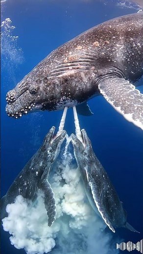 Did you know that whales have two nipples to pump milk? #OceanLife #MarineBiology #NatureIsWild