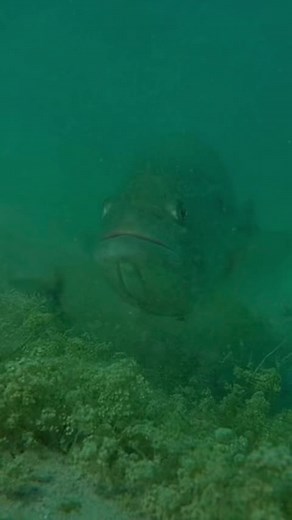 Largemouth Bass Underwater Feeding Behavior Explained