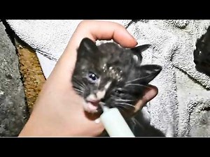 "Mom's gone... we're scared." Three starving kittens lay helpless​
