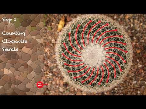 Phyllotaxis and a Cactus (Fibonacci numbers in Nature's Spirals)
