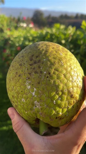 I don't think people understand 'ulu and its many possibilities. Many try ulu when it's ripe, and it's a little too funky for most people. I prefer it when it's still firm, where it has many different uses. I personally love baking it at 350 for 45 minutes to an hour, letting it cool, then mashing it up, adding some gluten-free flour, and making it into a dough. In dough form, there are a million ways to use it. I like making tortillas. Here, I'm frying them stuffed with leftover meat and cheese