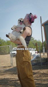 Every Shelter Shoutout stop has its own story, and this one was special. In Austin, we spent time with Amberlynn, founder of Herding Home Animal Rescue - HHAR, a rescue dedicated to herding breeds who are often misunderstood or surrendered because of their energy and needs. What we saw instead? Smart, sensitive dogs who thrive with the right care, structure, and understanding. From an in-store adoption event at Pet Supplies Plus - Buda, TX to Amberlynn’s ranch, where many of these dogs are rehab
