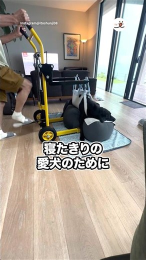 The Ingenious Care Techniques for a 31kg Labrador! | PECO