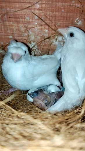 White Society finches with chick's.. #Reels #birds #finch #viral | Exotic Pets Aviary