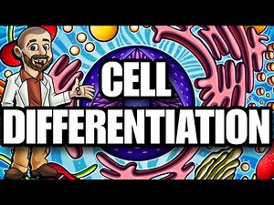 Cell Differentiation