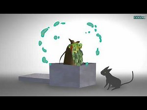 Accord Adjectif Qualificatif