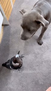 Hey Molly wanna dance ? I would rather see who can bark the loudest Ruby . | Peggy and Molly