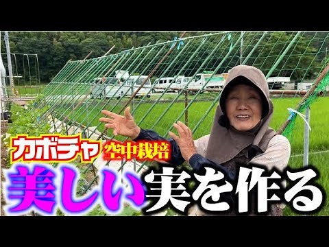 【空中栽培でカボチャを作ると超絶楽ちんです】ひろちゃん1人でも作れるんです！