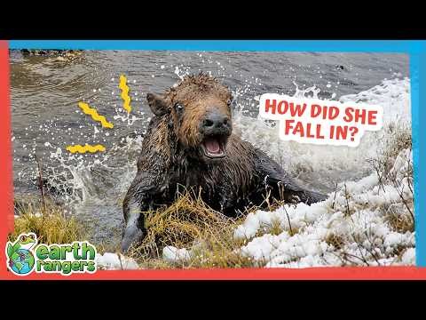 This Tiny Bison Fell Into an Icy Pond! | Earth Rangers