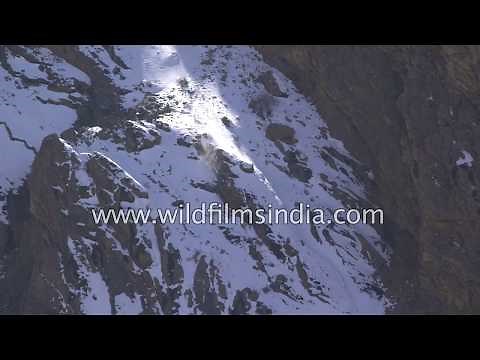 Snow Leopard and prey take deadly tumble off 400 foot cliff, big cat wins! Rarest shot EVER...