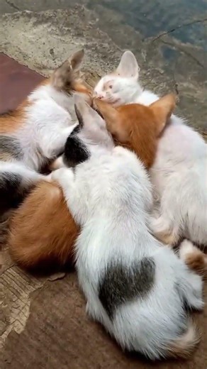 Mother cat protects her babies #shorts #catlovers #sad #kamin #eminandjony #poorcat