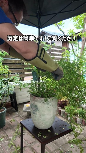 つるバラのカスケード仕立てを剪定し来春も同じカスケード仕立てにする剪定です！ #庭作業 #つるバラ #ガーデニング #剪定 #剪定方法