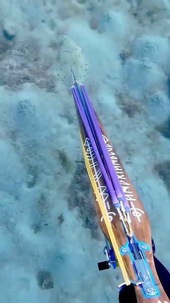 Worlds easiest spearfishing #spearfishing #flounder