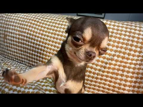 Top FUNNY PUPPIES That Are Guaranteed to Make You LAUGH!