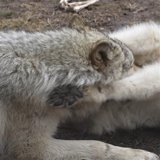 Wolf Conservation Center on Instagram: "Wolves are playful. Wolves are social. Wolves can be complete goofballs 😂 When seeking to play, wolves will dance and bow playfully. Playtime can also include a game of chase, jaw sparring, and varied vocalizations. For wolves, playtime isn’t only fun, it strengthens family bonds and reaffirms social status within the pack."