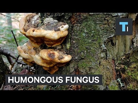 Humongous fungus